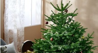 Sapin de Noel pas cher ! Moins de 15 euros chez Intermarché (24,99€ – 10€ en bons d’achat)