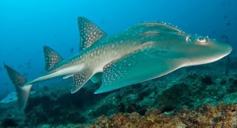 Entrée Aquarium de Lyon pas chère : moins de 8 euros pour enfant / moins de 10 euros adulte