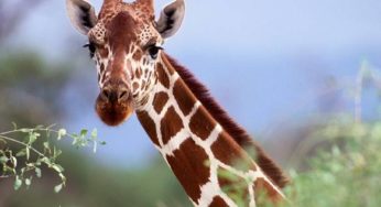 Billet d’entrée pour le Parc zoologique Touroparc pas cher (à partir de 11,99 euros / valable jusqu’en déc.)