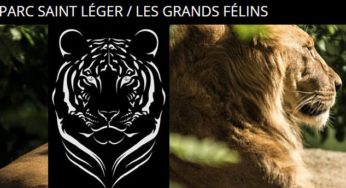 Entrée Parc de Saint-Léger Les Grands Félins (et spectacles) pas chère ! 8 euros au lieu de 18 euros