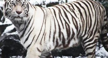 Entrée Zoo de Maubeuge pas chère ! 6,50 euros 1 adulte ou 13 euros 2 adultes