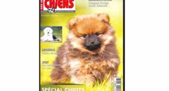 Abonnement magazine Vos Chiens pas cher : 30€ les 12N° au lieu de 64€