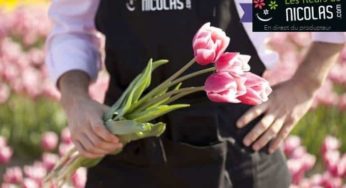 Fête des grands-mères : bouquet de tulipes 🌷 à partir de 14,9€ (+FDP)