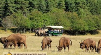 Safari dans la réserve Biologique des Monts D’Azur moins cher : à partir de 8 €