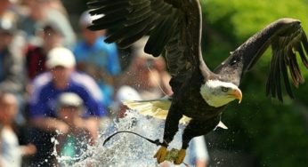 Entrée au Parc Animalier de Courzieu (loups, rapaces…) à partir de 9€