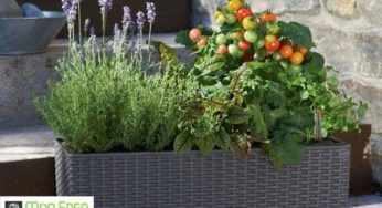 Bon d’achat jardinerie en ligne Mon Eden : 40€ d’achat au prix de 20€ (promo inclus)