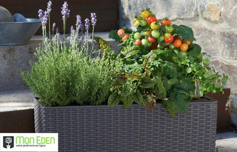 Bon d’achat jardinerie en ligne Mon Eden : 40€ d’achat au prix de 20€