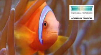 Aquarium Palais de la Porte Dorée pas cher : 5,5€ le billet d’entrée, 12,5€ famille…