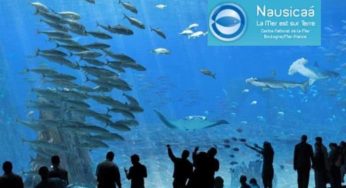 Entrée pour l’Aquarium Nausicaá pas cher (Boulogne sur Mer) ! 7,50€ enfant / 11,40€ adulte (au lieu de 12,50/19€)