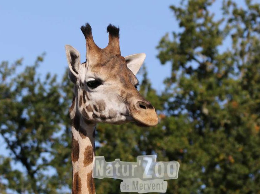 Natur’Zoo de Mervent moins cher