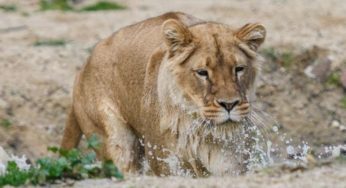 Enquête pour enfant au zoo du parc de la Tête d’Or de Lyon moins cher : 9,90€