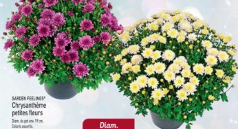 Le moins cher 3,29€ Chrysanthème environ 45cm chez Aldi à partir de mercredi 17 octobre (1,79€ le petit chez Lidl)