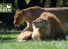 Billet Zoo De La Barben Moins Cher 10 Enfant 13 Adulte