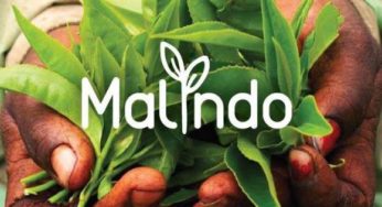 Livraison gratuite à partir de 10€ seulement sur les tisanes, rooibos et thés Bio Malindo