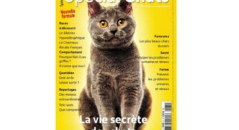 🎃Abonnement magazine Spécial Chats pas cher : 19€ les 8 numéros au lieu de 55€