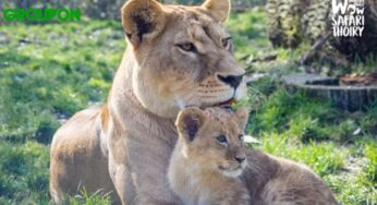 Parc Zoologique Wow Safari Thoiry pas cher ! 22,90 euros au lieu de 32 euros