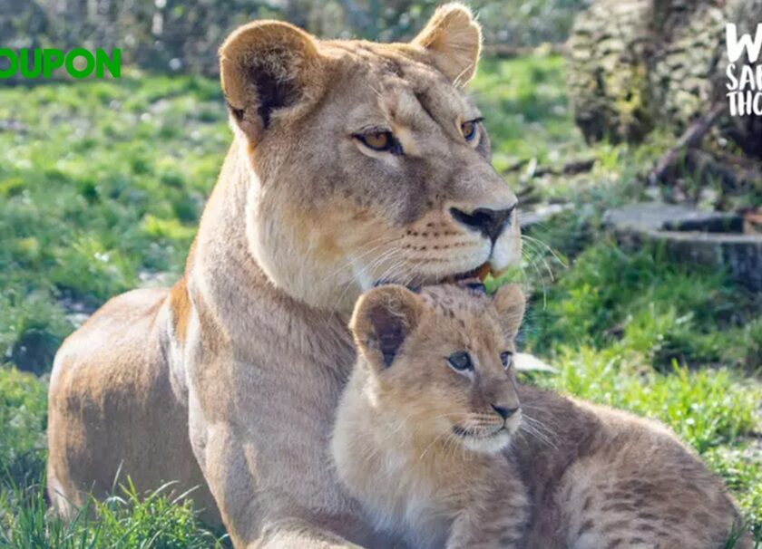 parc zoologique de thoiry pas cher