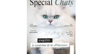 🍾Abonnement magazine Spécial Chats pas cher : 19€ les 8 numéros au lieu de 55€