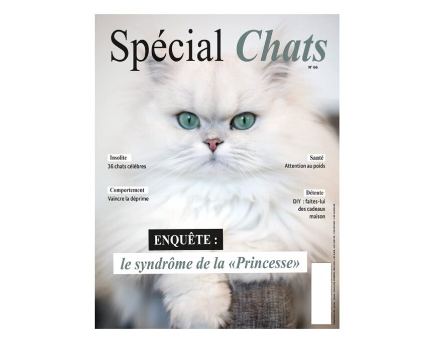 abonnement magazine spécial chats pas cher