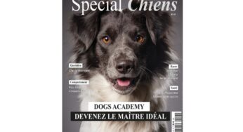 Abonnement au magazine Spécial Chiens pas cher 🐶 24€ les 2 ans au lieu de 55€